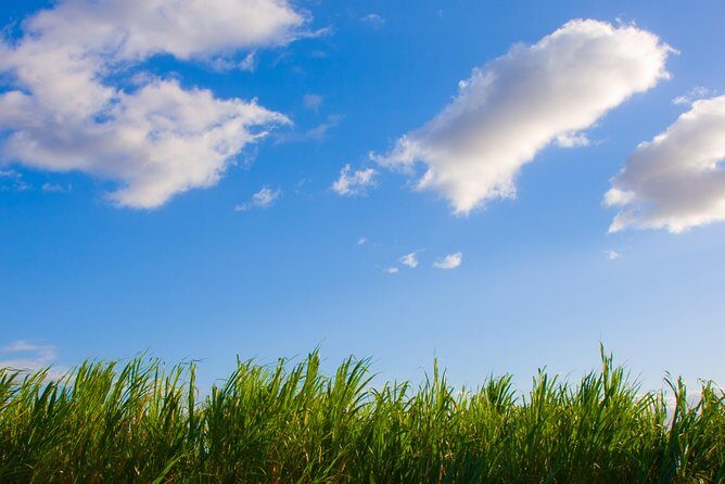 Kahului Shore Excursion: Private Tropics of Maui & Rainforest - A Detailed Look at the Tour Experience