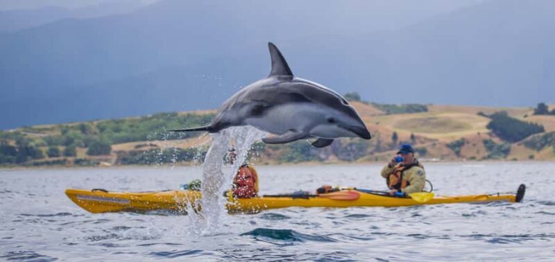 Kaikoura: Half-Day Wildlife Kayaking Tour - An Honest Look at the Experience
