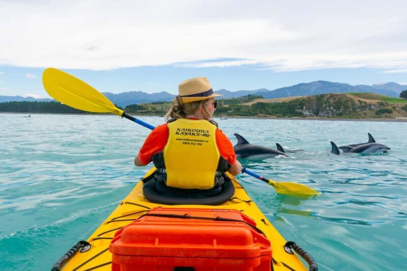 Kaikoura: Half-Day Wildlife Kayaking Tour - What the Reviews Tell Us