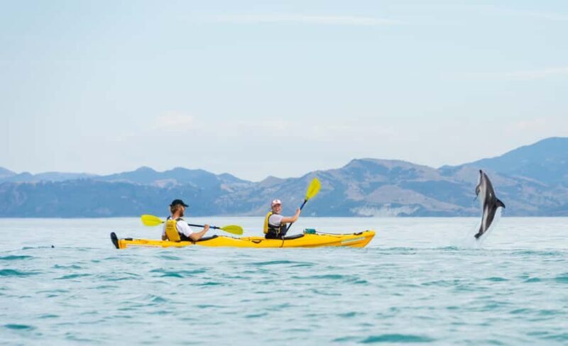 Kaikoura: Half-Day Wildlife Kayaking Tour - Final Thoughts