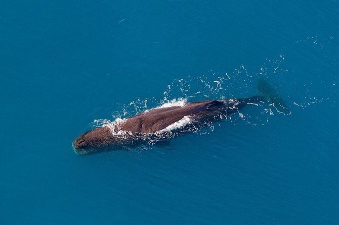 Kaikoura Helicopters Classic Whale Watch - The Cost and Value Proposition