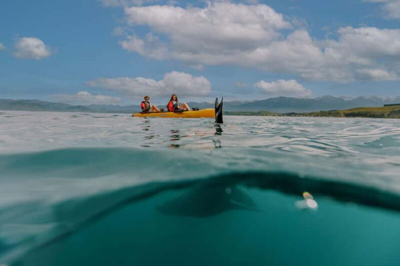 Kaikoura: Seal-Watching Pedal Kayak Tour - An Honest Look at the Kaikoura Seal-Watching Pedal Kayak Tour