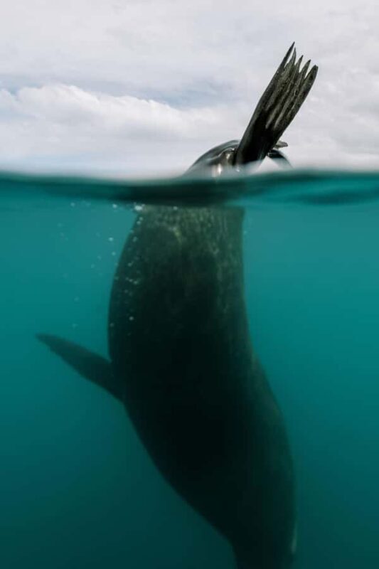 Kaikoura: Seal-Watching Pedal Kayak Tour - The Kayaks and Comfort
