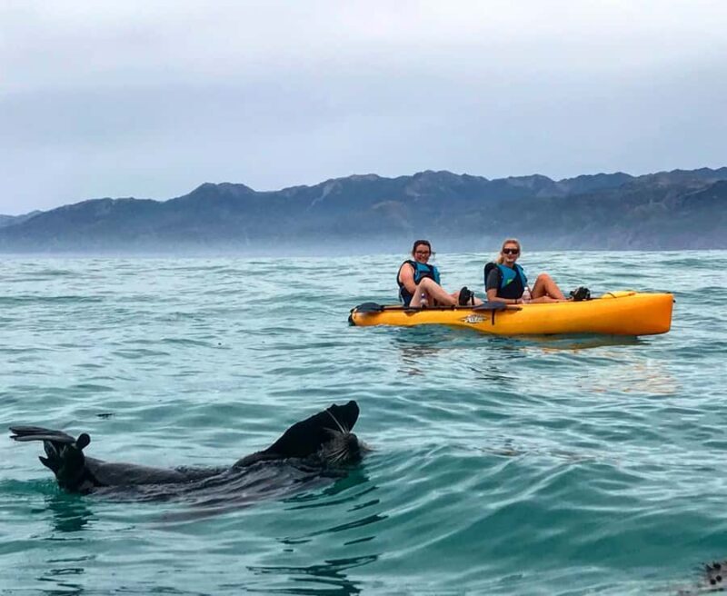 Kaikoura: Seal-Watching Pedal Kayak Tour - Price and Value