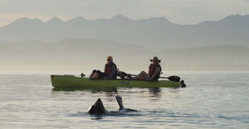 Kaikoura: Seal-Watching Pedal Kayak Tour - Who Should Consider This Tour?