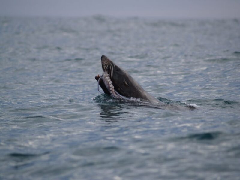 Kaikoura: Sunset Evening Kayaking Tour - The Practical Side: What You Need to Know