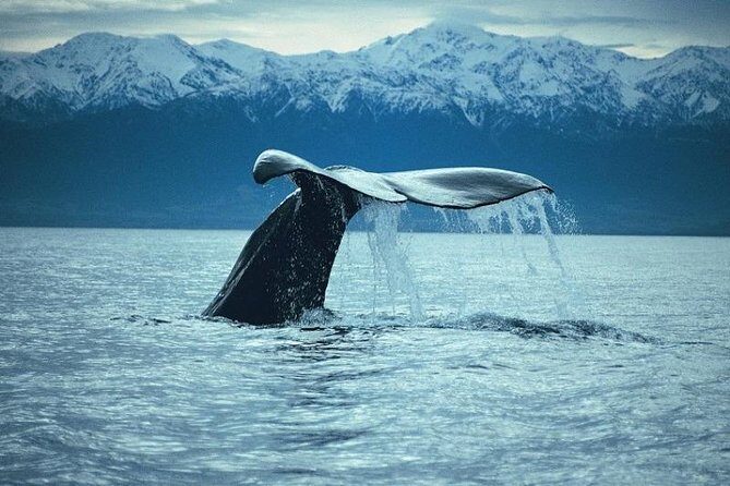 Kaikoura Whale Watch Day Tour from Christchurch - Is It Worth the Price?