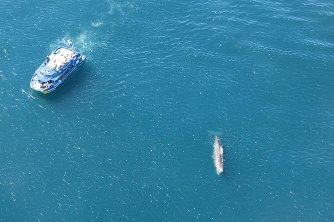 Kaikoura Whale Watch Day Tour from Christchurch - Final Thoughts