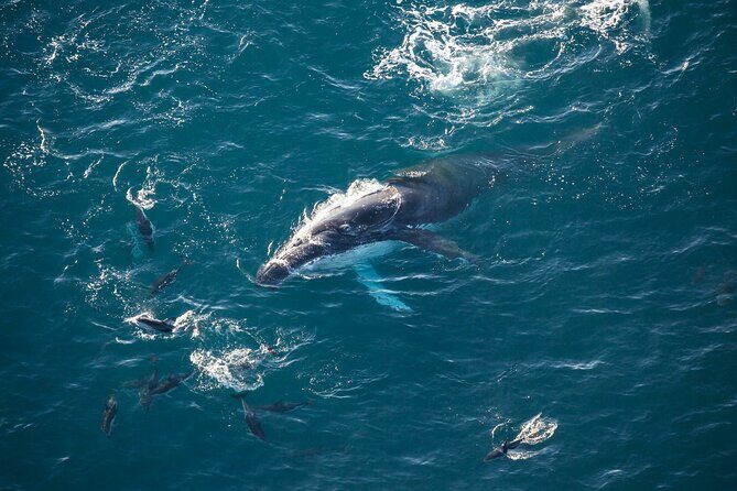 Kaikoura Whale Watching - 45 Minute Ocean Safari - What to Expect from Your Kaikoura Helicopter Safari
