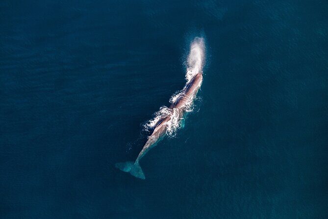 Kaikoura Whale Watching - 45 Minute Ocean Safari - Frequently Asked Questions