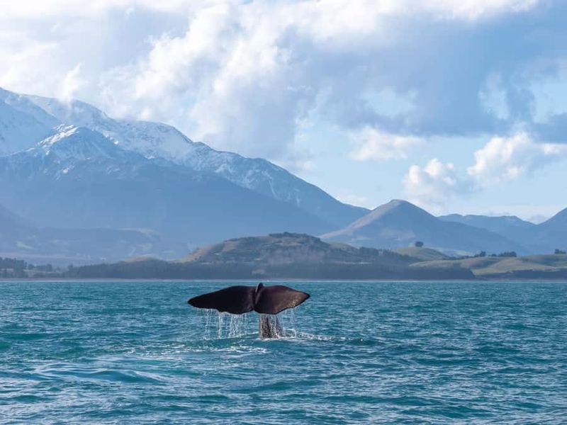 Kaikoura: Whale Watching Cruise - The Lookout From Every Angle: Deck vs Cabin