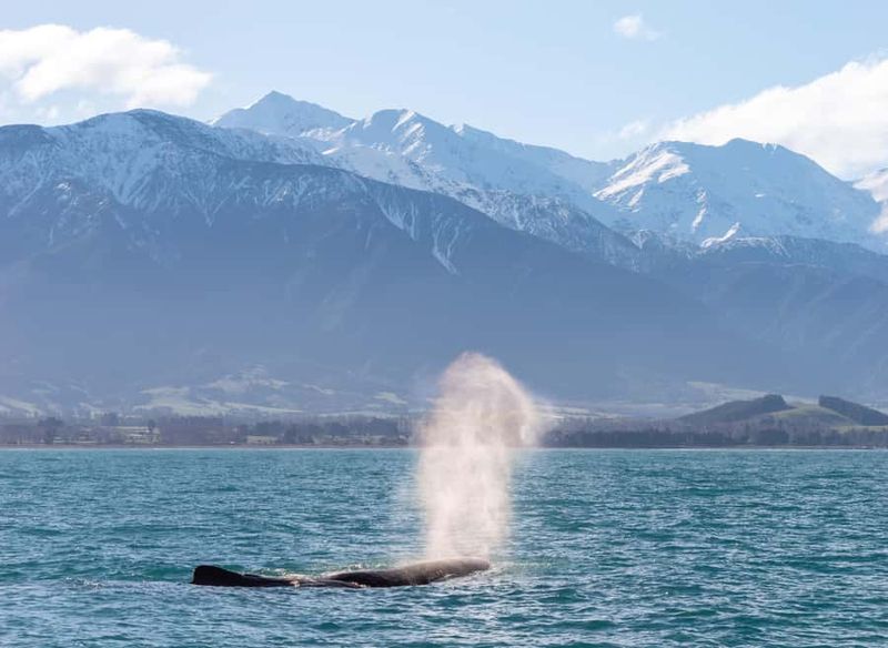 Kaikoura: Whale Watching Cruise - Timing: When You Get Out There Matters