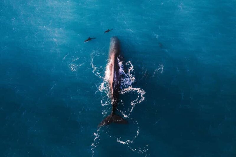 Kaikoura: Whale Watching Flight with Guided Commentary - Key Points