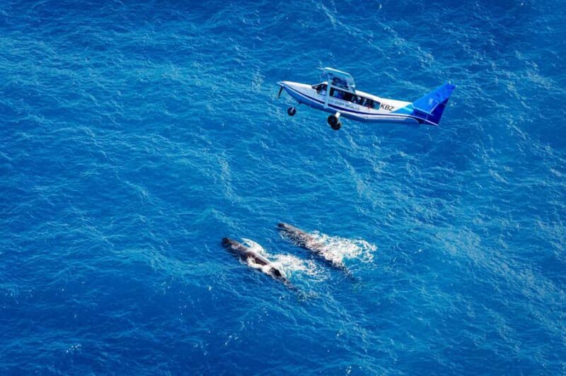 Kaikoura: Whale Watching Flight with Guided Commentary - The Experience from the Pilot and Guides