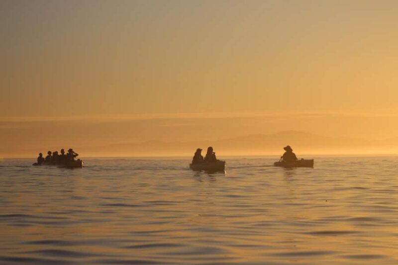 Kaikura: Kayak Sunset Tour with Seal Sightings - Key Points