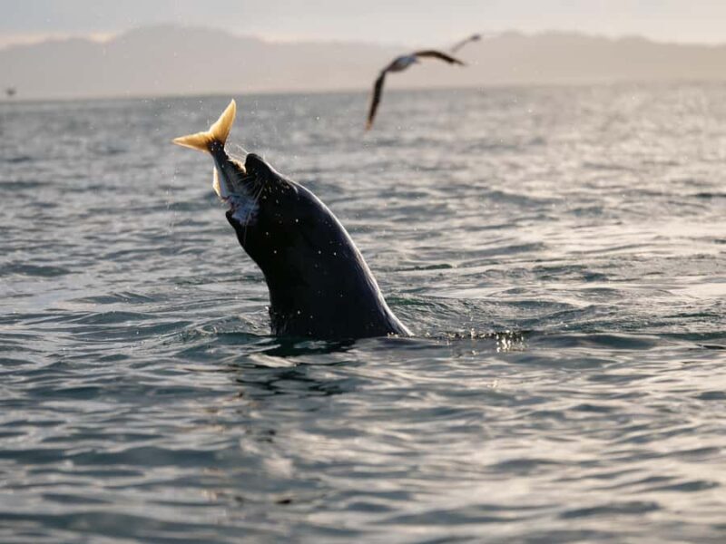 Kaikura: Kayak Sunset Tour with Seal Sightings - What to Expect from the Kaikoura Sunset Kayak Tour