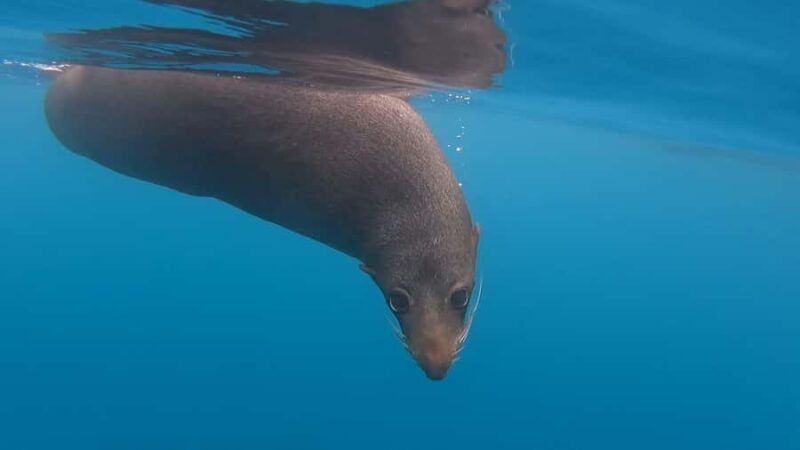 Kaikura: Kayak Sunset Tour with Seal Sightings - Who Should Book This Tour?