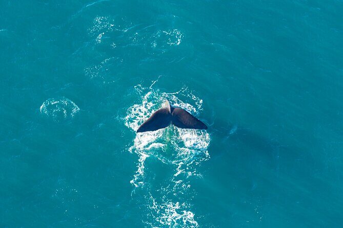 Kaikura Whale Watching and Scenic Landing - 1hr Premier Tour - Who Will Love This Tour?
