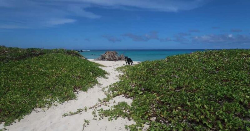 Kailua-Kona: Aquatic Safari Snorkeling Adventure - What to Expect from the Kailua-Kona Aquatic Safari