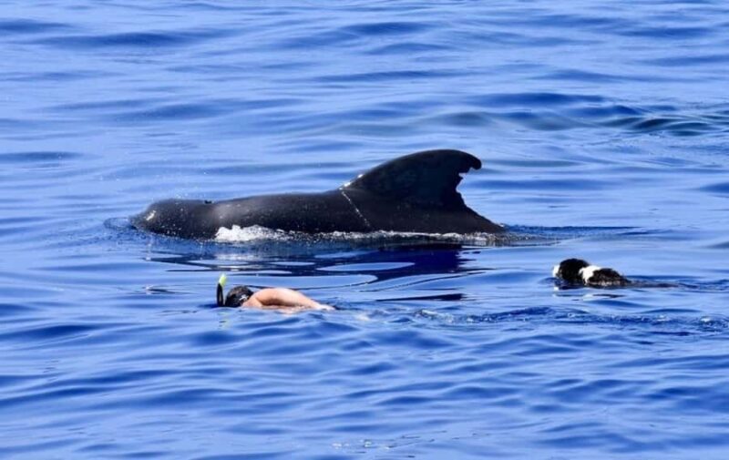 Kailua-Kona: Aquatic Safari Snorkeling Adventure - Who Should Consider This Tour?