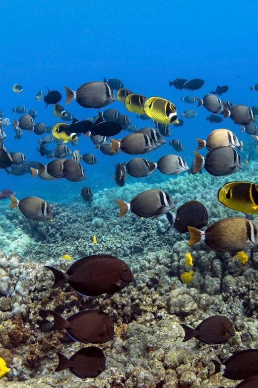 Kailua-Kona: Dolphin Watch & Double-Reef Snorkel Tour - Kailua-Kona: Dolphin Watch & Double-Reef Snorkel Tour