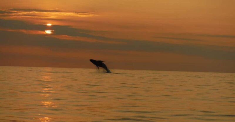 Kailua-Kona: Dolphin Watch & Double-Reef Snorkel Tour - Final Thoughts