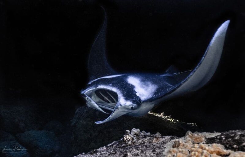 Kailua Kona: Manta Ray Night Snorkel Tour with Guide - Setting the Scene: What to Expect on the Tour