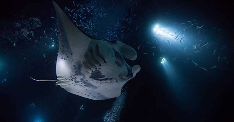 Kailua-Kona: Manta Ray Watching Nighttime Boat Trip - What to Expect on the Tour