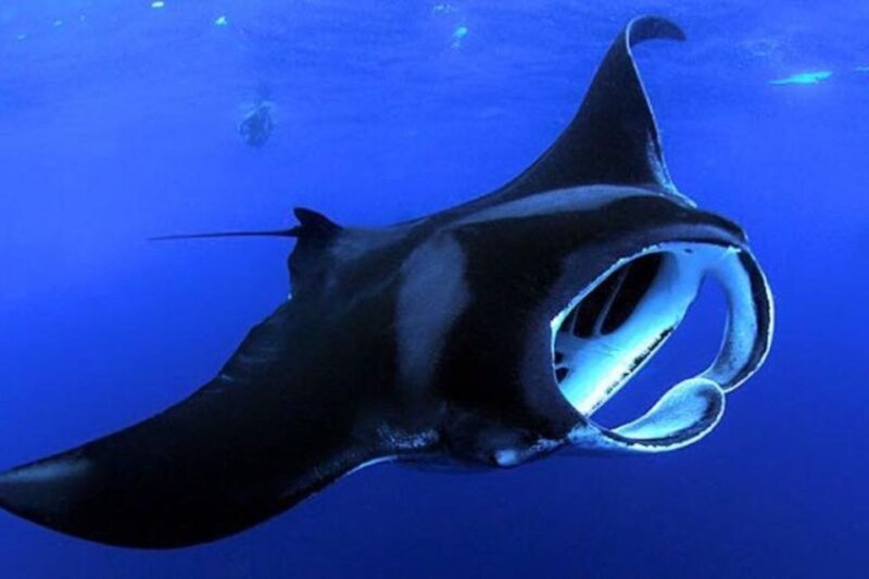 Kailua Kona: Night Manta Ray Adventure on the Big Island - What to Expect During the Tour