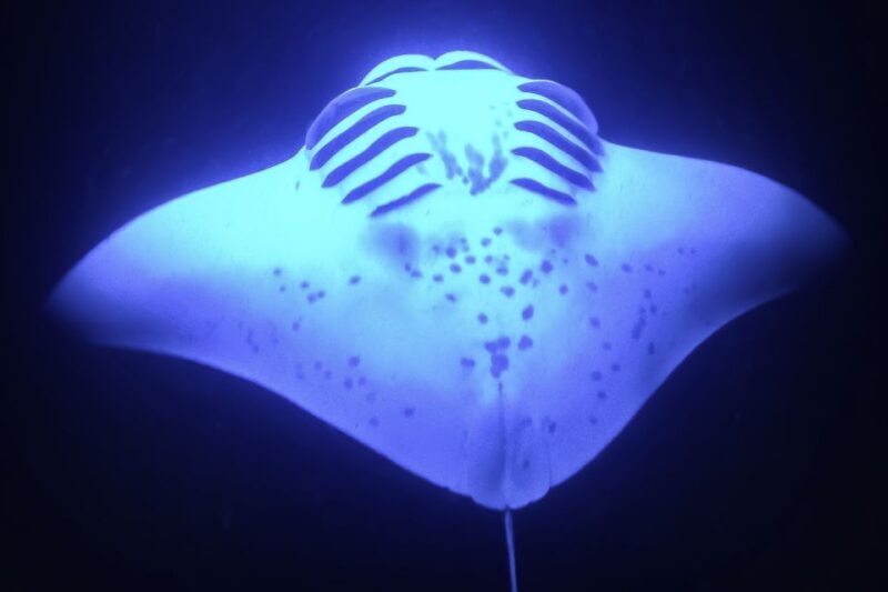 Kailua Kona: Night Manta Ray Adventure on the Big Island - The Cost and Value