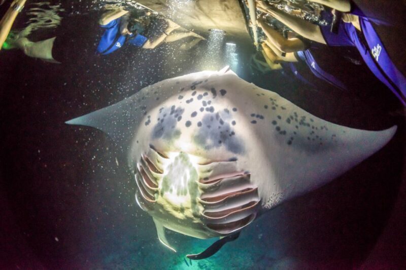Kailua Kona: Night Manta Ray Adventure on the Big Island - Suitability and Considerations