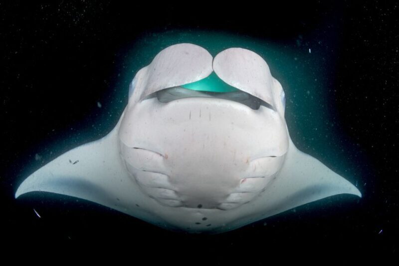 Kailua Kona: Night Manta Ray Adventure on the Big Island - FAQ