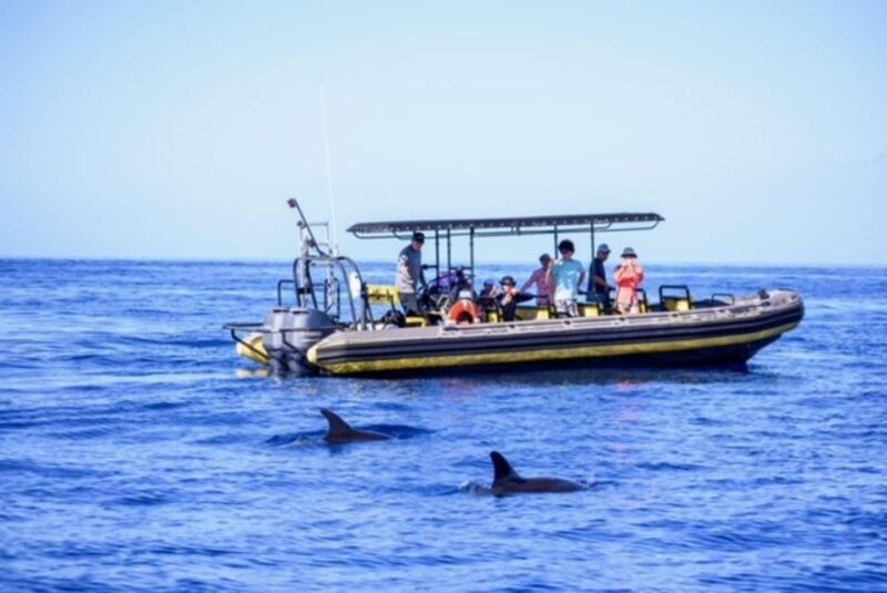 Kailua-Kona: Pacific Humpback Whale Watch Excursion - What to Expect from the Tour