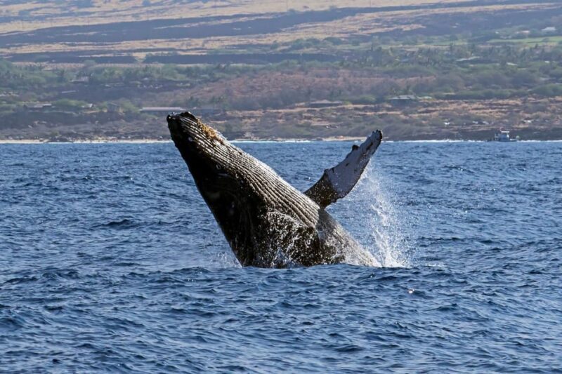 Kailua-Kona: Pacific Humpback Whale Watch Excursion - Sightings and Experience