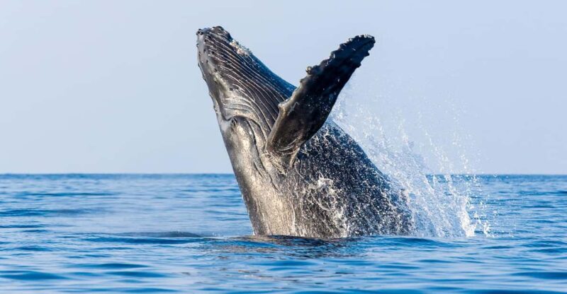 Kailua-Kona: Whale Watching Cruise on the Big Island - Key Points