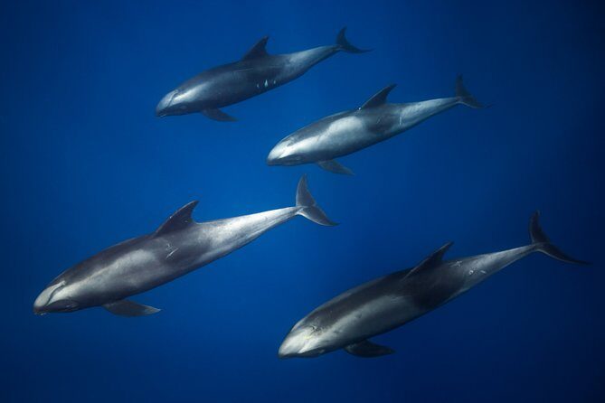 Kaimana Ocean Safari - Frequently Asked Questions