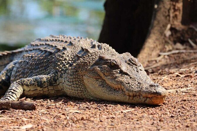 Kakadu Wildlife Escape Fogg Dam or Crocodile Cruise from Darwin - Key Points
