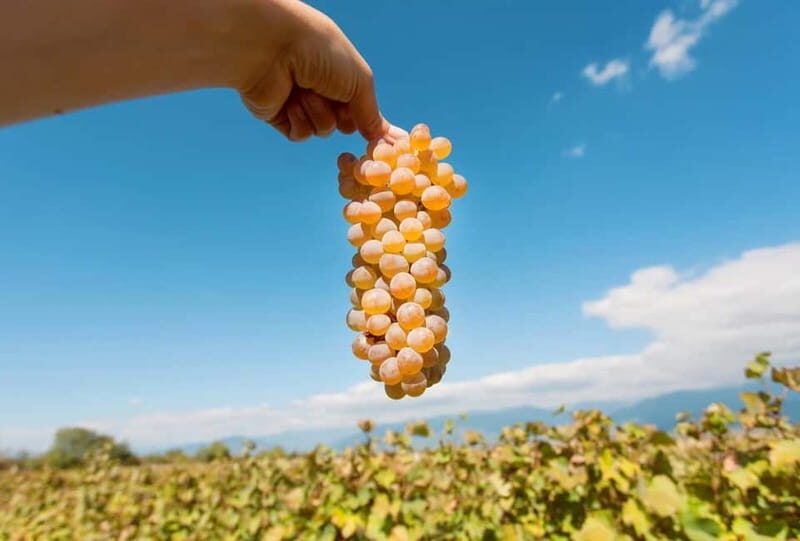 Kakheti Wine Tour - Explore the Art of Kvevri Winemaking - Key Points