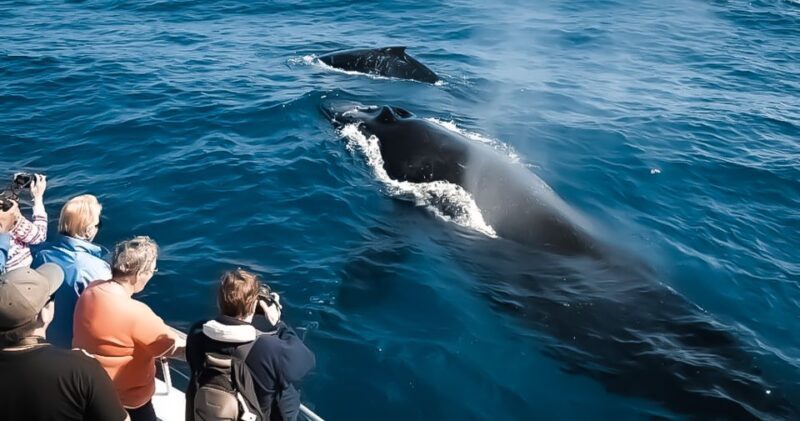 Kalaoa: Big Island & Kona Midday Whale Watching Tour - The Price and Value