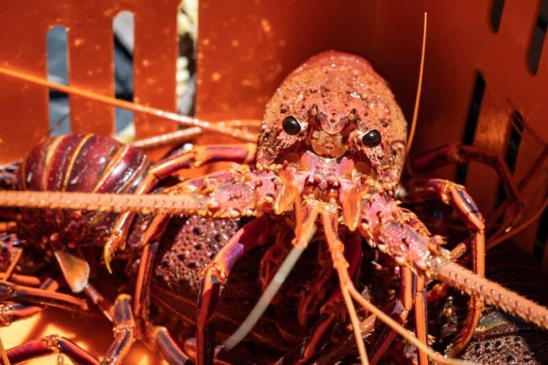 Kalbarri Crayfish Catch & Keep Tour - The Full Experience: What to Expect