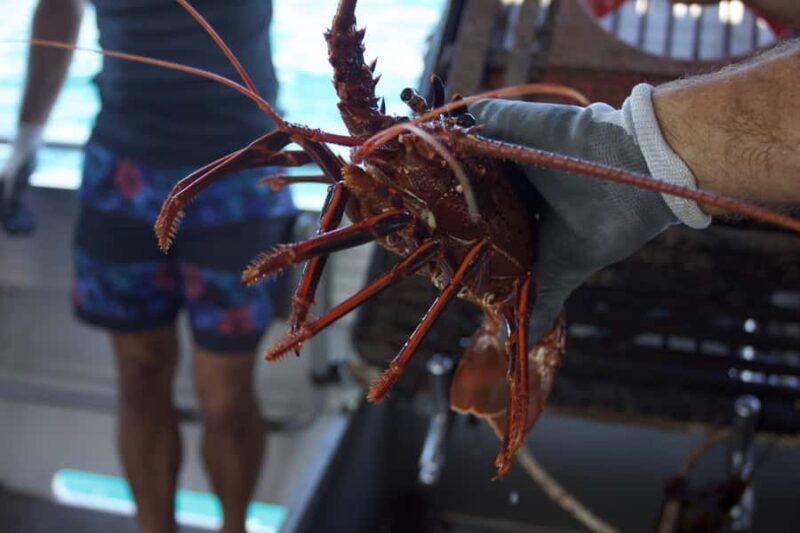 Kalbarri Crayfish Catch & Keep Tour - Pricing & Value
