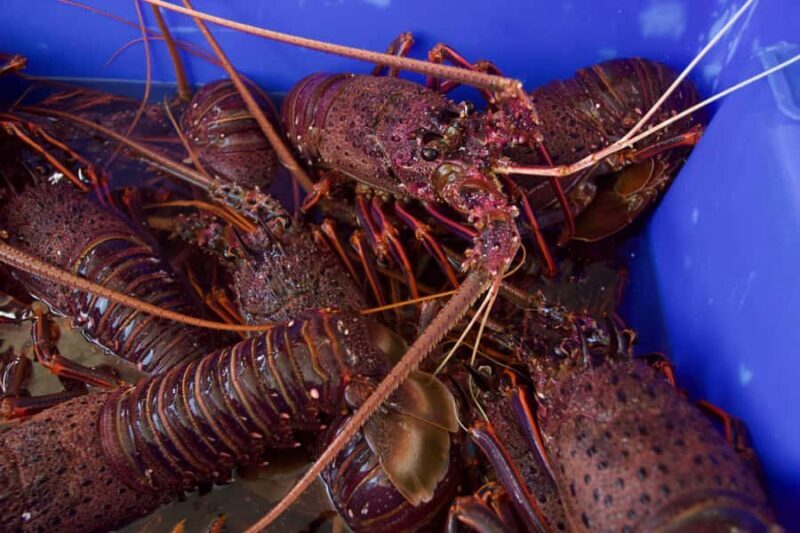 Kalbarri Crayfish Catch & Keep Tour - Why This Tour Works Well