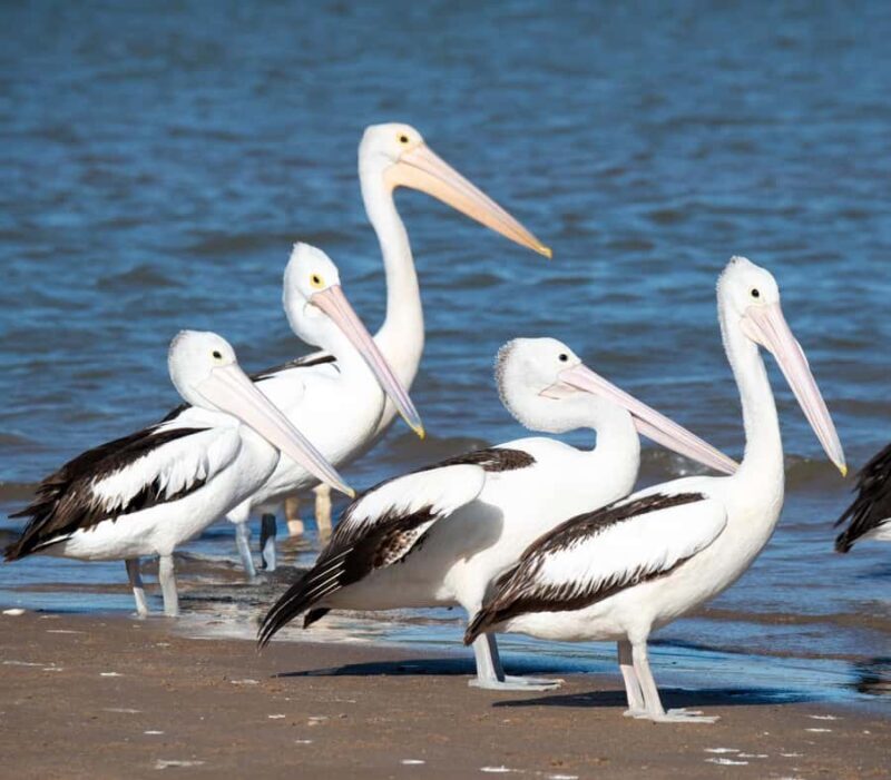 Kalbarri: Murchison River Morning Cruise - Key Points