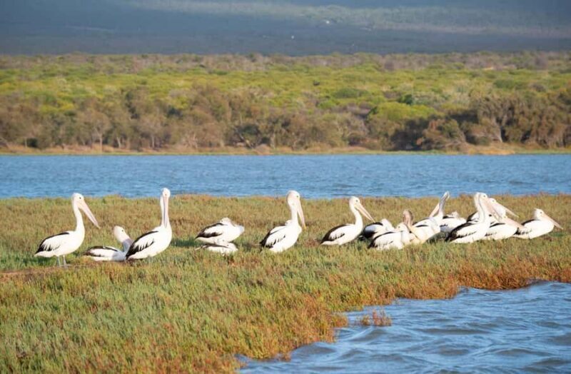 Kalbarri: Murchison River Morning Cruise - FAQ