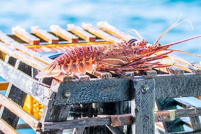 Kalbarri Rock Lobster Tours - Exploring Kalbarri Rock Lobster Tours: An Honest Look at a Coastal Adventure