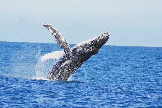 Kalbarri Whale Watching Tour Guided - An Honest Look at What the Tour Offers