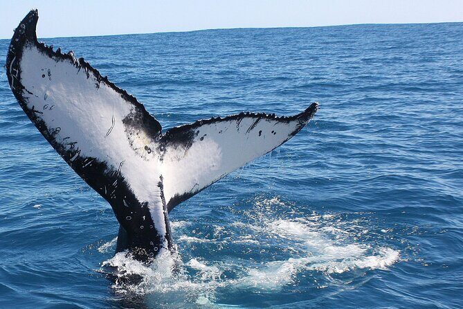 Kalbarri Whale Watching Tour Guided - FAQ