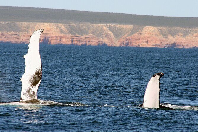 Kalbarri Whale Watching Tour Guided - Final Thoughts