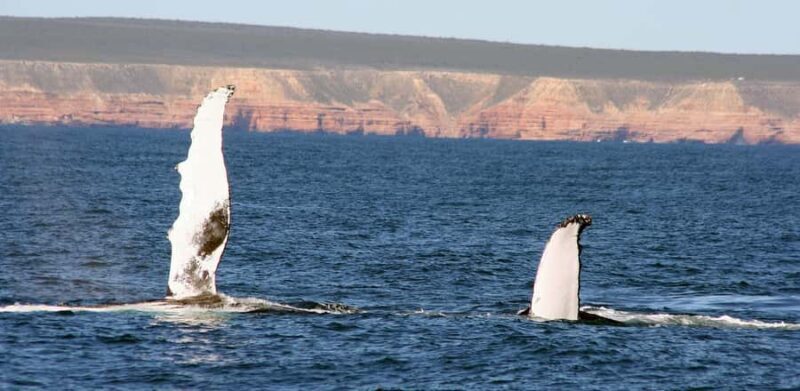 Kalbarri Whale Watching Tour - The Experience: What to Expect on the Water