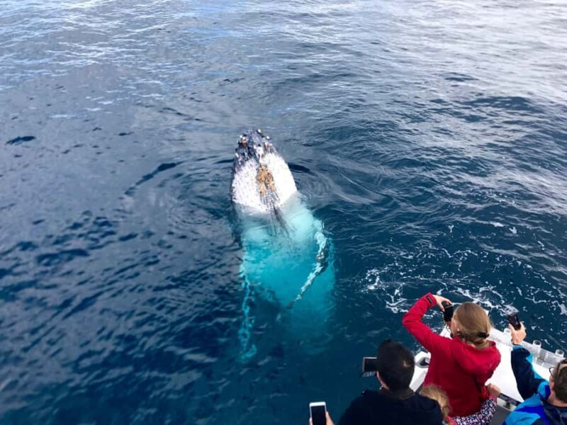 Kalbarri Whale Watching Tour - Pricing and Value